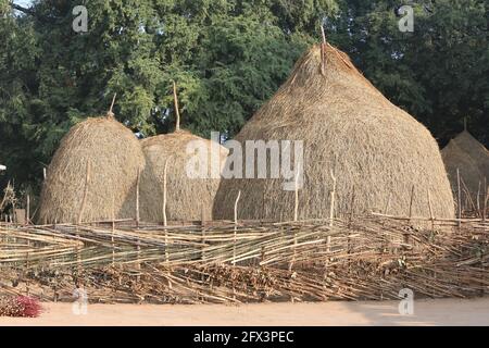 LANJIA SAORA TRIBE - Collection de paddy sec ou de foin pour les animaux. Village tribal de Puttasingh, Odisha, Inde Banque D'Images
