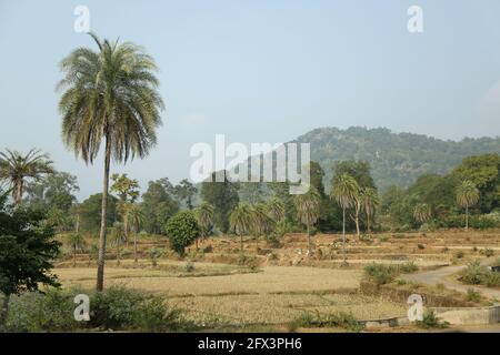 LANJIA SAORA TRIBE - vue sur les champs de Paddy. Ils pratiquent la culture changeante, avec quelques-uns qui s'installent progressivement dans l'agriculture. Ce paddy en terrasse Banque D'Images