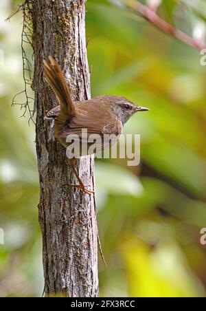 Aberrant Bush-warbler (Horornis flavolivaceus oreophilus) mâle perché sur le tronc d'arbre (sous-espèce Bornean endémique) Crocker Range NP, Sabah, Bornéo Banque D'Images