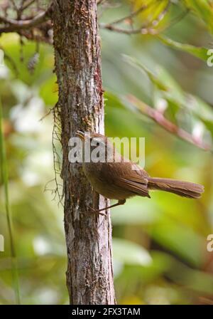 Aberrant Bush-warbler (Horornis flavolivaceus oreophilus) mâle perché sur le tronc des arbres (sous-espèce Bornean endémique) Crocker Range NP, Sabah, Bor Banque D'Images