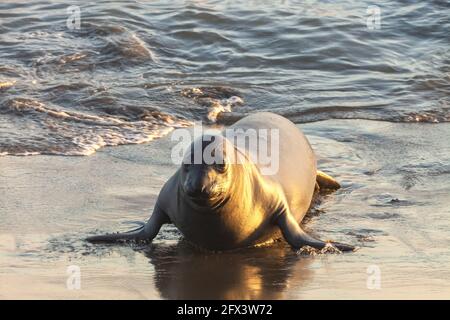 Jeunes phoques du Nord Mirounga angustirostris, San Simeon , Californie, Etats-Unis. Banque D'Images