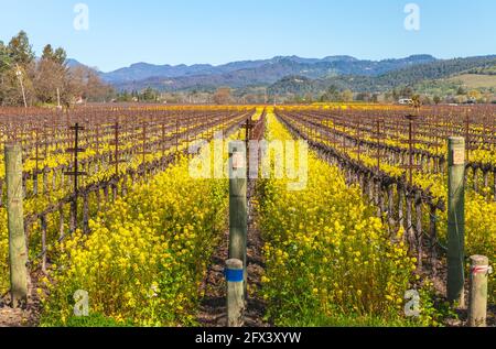 La moutarde de campagne et les vignes fleurissent au début du printemps, Napa Valley, Californie, États-Unis. Banque D'Images