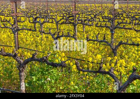 La moutarde de campagne et les vignes fleurissent au début du printemps, Napa Valley, Californie, États-Unis. Banque D'Images