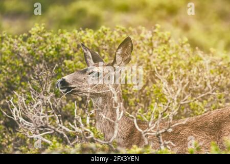 Un camouflage de cerf mulet femelle derrière des branches d'arbre à point Reyes National Seashore, Californie, États-Unis. Banque D'Images