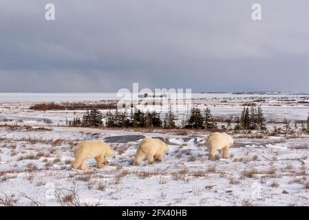 Trois ours polaires s'éloignent de l'appareil photo sur un paysage de toundra glacée avec de la neige au sol et deux petits des alevins d'un an derrière la mère maman ours. Banque D'Images