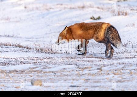 One single arctic red fox seen in wild environment during first snowfall of autumn, fall season with full body in shot. Banque D'Images