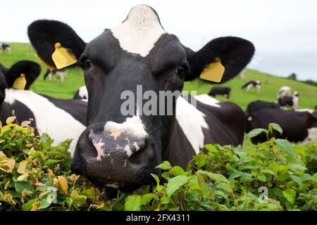 Une curieuse vaches tachetées sur un terrain vert. Les bovins laitiers aussi appelés vaches laitières ou vache Holstein sont élevés spécifiquement pour produire du lait. Banque D'Images