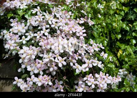 Rose clematis montana fleurit dans un jardin de chalet anglais - Reading, Berkshire, Angleterre, Royaume-Uni Banque D'Images