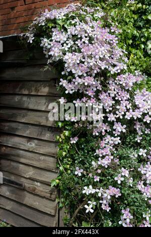 Clematis rose montana fleurit sur un abri de jardin dans un jardin de chalet anglais - Reading, Berkshire, Angleterre, Royaume-Uni Banque D'Images