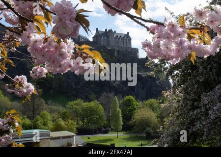 Cerisiers en fleurs encadrent le château d'Édimbourg. Banque D'Images