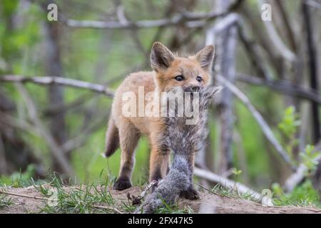 Mignon Bébé Renard Rouge Dans Le Champ De Maïs De Printemps Photo stock -  Image du renard, chiots: 216496010