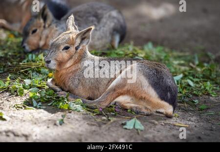 Patagonian Mara Dolichotis patagonum reposant sur le sol dans le zoo, un autre animal flou de fond, quelques feuilles vertes nourriture près Banque D'Images