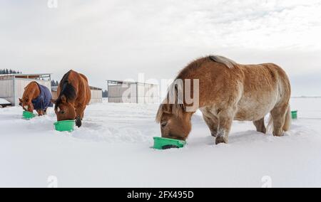 Groupe de chevaux bruns mangeant dans des seaux verts sur la neige champ couvert Banque D'Images