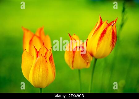 Tulipes jaune vif sur fond d'herbe verte floue. Banque D'Images