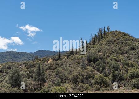 Los Padres National Forest, CA, USA - 21 mai 2021: Sommet de montagne vert boisé sous un paysage bleu. Banque D'Images