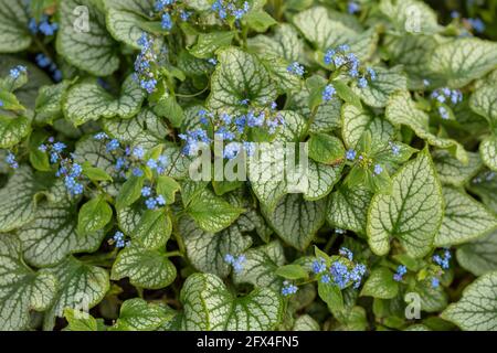 Brunnera macrophylla Jack Frost a imprimé le feuillage en forme de coeur et délicat fleurs Banque D'Images