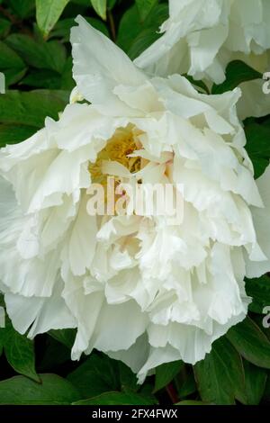 Peonia Renkaku fleur blanche gros plan Banque D'Images