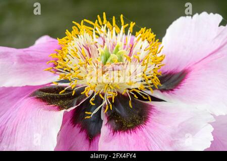 Roches arbre pivoine Rockii Paeonia 'Rockii' fleur près Banque D'Images