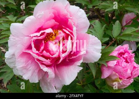 Paeonia 'Duchesse de Marlborough' fleurs arbre pivoine Blush fleur Banque D'Images