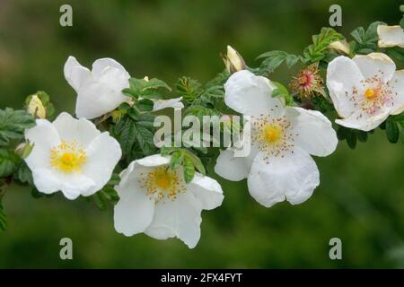 Rosa omeiensis Wingthorn Rose fleur blanche Banque D'Images