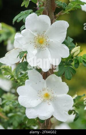 Rosa omeiensis Wingthorn Rose fleur blanche Banque D'Images