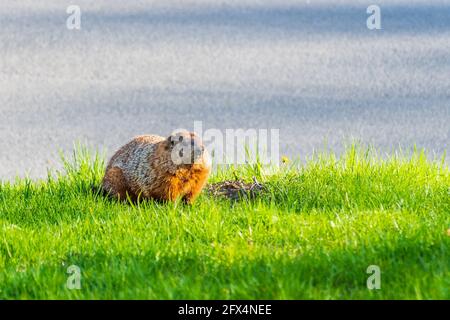 Magnifique marmotte sauvage dans un parc de Montréal, Canada Banque D'Images