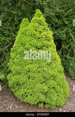 Picea glauca 'CONICA' jardin petit arbre, épinette chat, épinette mouffette, épinette blanche nain Alberta Spruce Picea glauca var. Albertiana 'CONICA' Banque D'Images