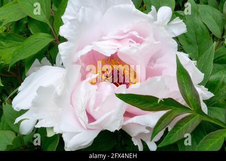 Fleur Peony Yaezakura blanc rose pâle Banque D'Images