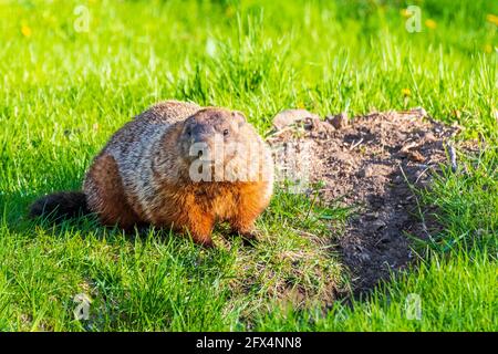 Magnifique marmotte sauvage dans un parc de Montréal, Canada Banque D'Images