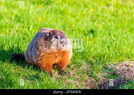 Magnifique marmotte sauvage dans un parc de Montréal, Canada Banque D'Images