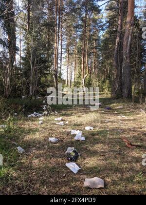 La photographie n'est pas un déchet autorisé, qui est un déchet de la nature de la forêt de pins. Banque D'Images