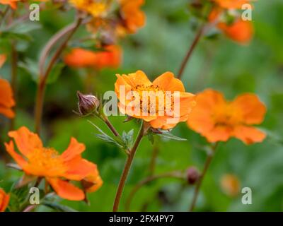 Gros plan de fleurs de geum d'orange dans un jardin Banque D'Images