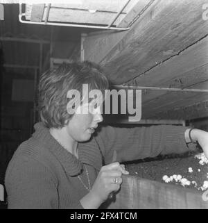 Les ex-producteurs d'oestar à Yerseke apportent les premiers champignons, fermeture de la cellule, 19 février 1964, CHAMPIGNONS, pays-Bas, agence de presse du xxe siècle photo, nouvelles à retenir, documentaire, photographie historique 1945-1990, histoires visuelles, L'histoire humaine du XXe siècle, immortaliser des moments dans le temps Banque D'Images