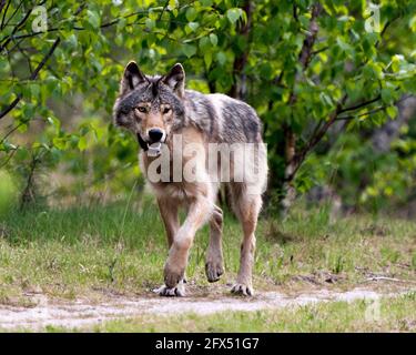 Vue rapprochée du Loup dans les buissons au printemps Nord de l'Ontario regardant la caméra dans son environnement et son habitat avec fond de forêt flou Banque D'Images