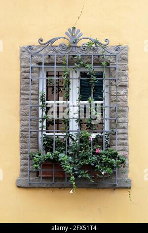 Fenêtre vintage avec grille en fer décorée de Diladenia frais (Mandevilla) fleurs Banque D'Images