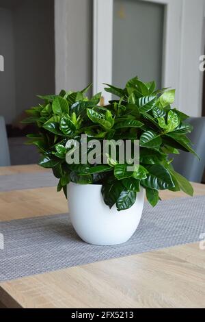 Gardenia dans le pot de fleurs sur la table Banque D'Images