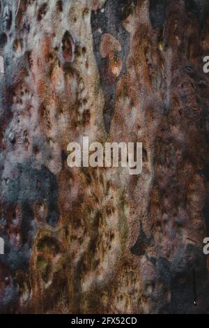 Gros plan sur la texture du tronc d'un arbre australien. Vue sur une randonnée à Berowra Creek près de la rivière Hawkesbury. Banque D'Images