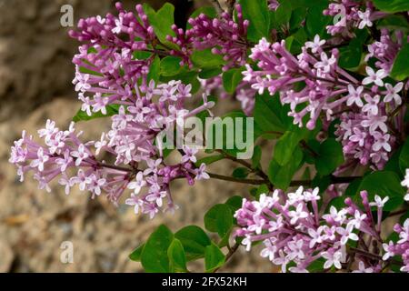 Syringa meyeri Syringa Palibin petites panicules, parfumées, fleurs rose lilas Syringa meyeri Palibin Banque D'Images