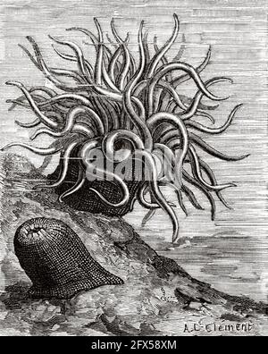 Animaux verts. Chlorophylle animale. Anthaea cereus. Anemonia sulcata est une espèce d'anthozoaires cnidarians de la famille des Actiniidae. Ancienne illustration gravée du XIXe siècle de la nature 1893 Banque D'Images