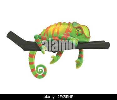 Caméléon allongé sur la branche de l'arbre. Zoo forêt tropicale changeant de couleur lézard, Afrique ou Madagascar faune animal ou animal exotique pour terrarium. Vecteur gr Illustration de Vecteur