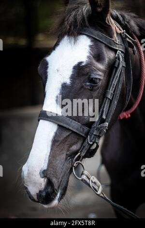 Tête de cheval avec des détails isolés de l'œil droit est montrant l'émotion et le contraste de la vie animale. Banque D'Images