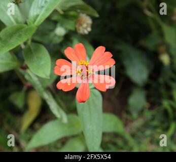 Une fleur de zinnia orange sur le jardin de la maison Banque D'Images