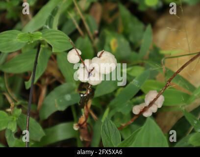 Vue en hauteur de quelques champignons blancs qui poussent sur sec petites branches Banque D'Images