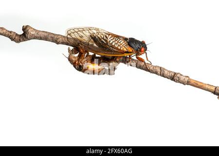 Brood X 17 ans adulte périodique cicada et une nymphe on branche isolée sur fond blanc Banque D'Images