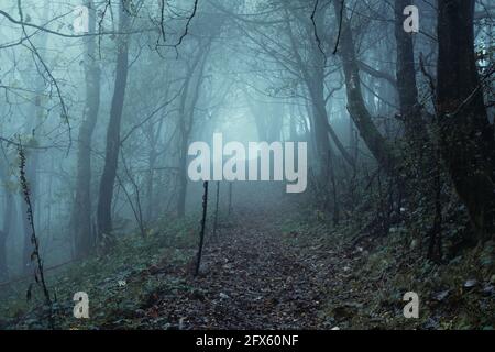 Un chemin qui monte dans une colline à travers une forêt d'atmosphère effrayante. Un jour d'automne froid et brumeux. ROYAUME-UNI Banque D'Images