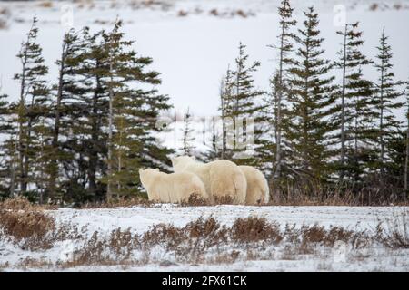 Arrière-plan, derrière la vue de la famille des ours polaires, trois en milieu naturel avec paysage de toundra arctique. Banque D'Images