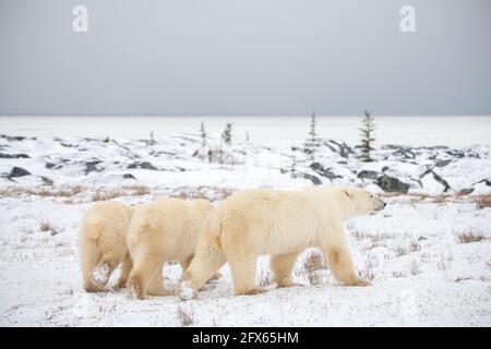 Trois ours polaires s'éloignent de l'appareil photo sur un paysage de toundra glacée avec de la neige au sol et deux petits des alevins d'un an derrière la mère maman ours. Banque D'Images