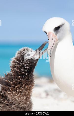 Laysan Albatross poussin mendiant parent pour la nourriture sur l'atoll Midway, Papahanaumokuakea Marine National Monument, dans l'océan Pacifique Banque D'Images