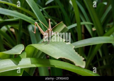 Sympathique petit Brown Locust qui se rafraîcht sur la feuille Banque D'Images