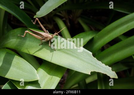 Sympathique petit Brown Locust qui se rafraîcht sur la feuille Banque D'Images